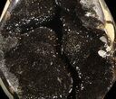 Septarian Dragon Egg Geode - Black Crystals #37289-1